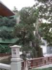 Chi-Lin-Garden-17.jpg (110kb)