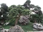 Chi-Lin-Garden-18.jpg (108kb)