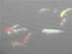 Chi-Lin-Garden-Fish-1.jpg (18kb)