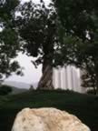 Chi-Lin-Garden-Twisted-Tree-1.jpg (98kb)