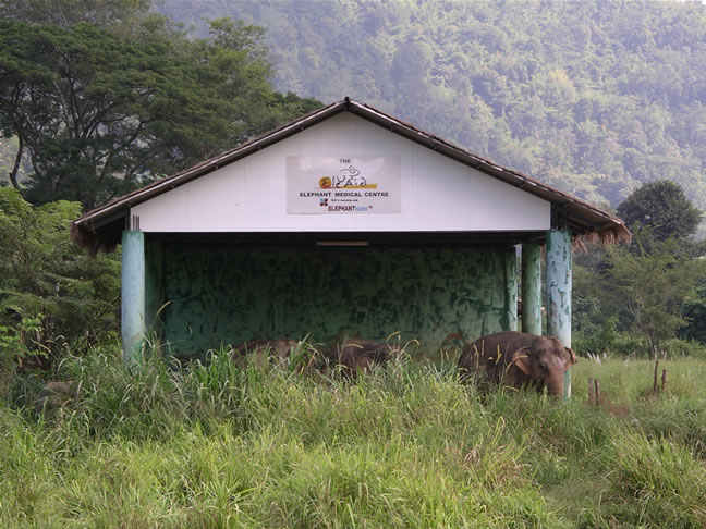 images/Elephant-Shelter-2.jpg