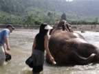 Elephant-Washing-2.jpg (84kb)