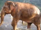 Elephant-Washing-23.jpg (98kb)