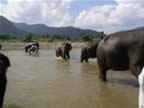 Elephant-Washing-7.jpg (56kb)