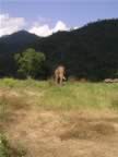 Free-Elephant-2.jpg (79kb)
