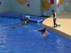 Dolphin-Show-2.jpg (63kb)