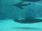SeaLions-2.jpg (31kb)