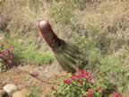 578-Cactus-male.jpg (104kb)