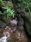 Monteverde-forest-brook.jpg (68kb)