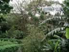 Monteverde-hotel-grounds-2.jpg (92kb)