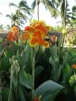 Las-Terrenas-orchids-1.jpg (65kb)