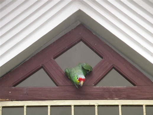 images/100-Parrot-Nicaraguan-1.jpg