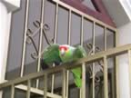100-Parrot-Nicaraguan-3.jpg (43kb)
