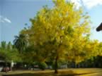 Blooming-tree-2.jpg (113kb)