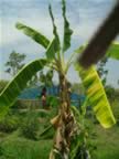 Thai-Cooking-Farm-banana.jpg (97kb)
